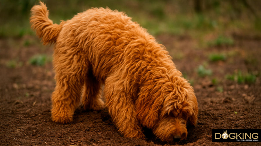 Dog digging in the ground