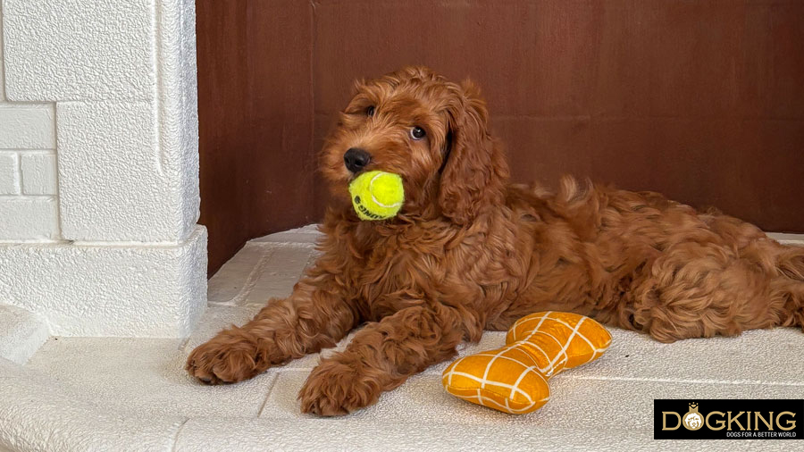 ¿Está mi perro obsesionado por su pelota? Perro obsesionado con su pelota