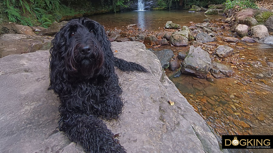 Perro muy feliz al aire libre 