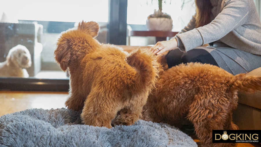 Gos jugant de manera intensa