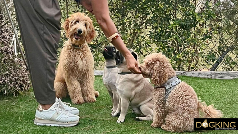 Gos jugant calmadamente