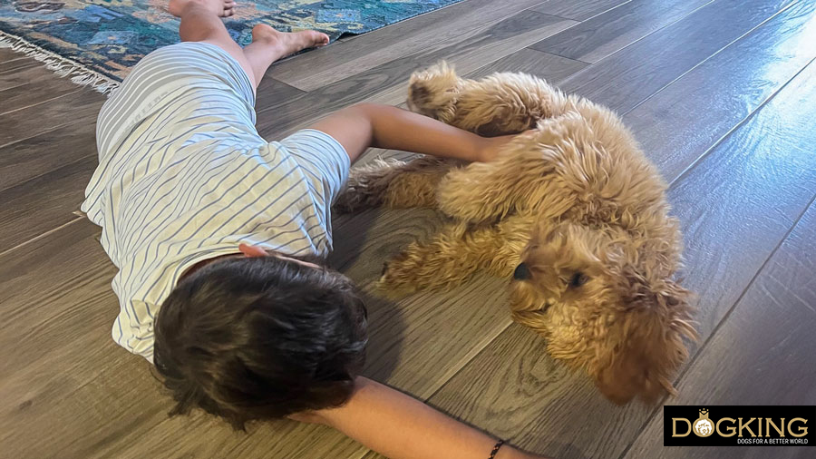 Gos jugant amb una pilota