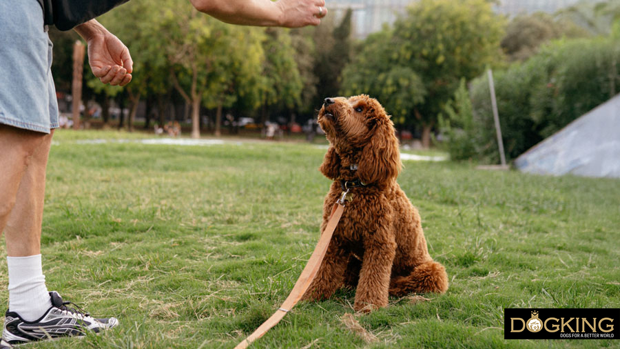 Finalitzant joc amb el gos