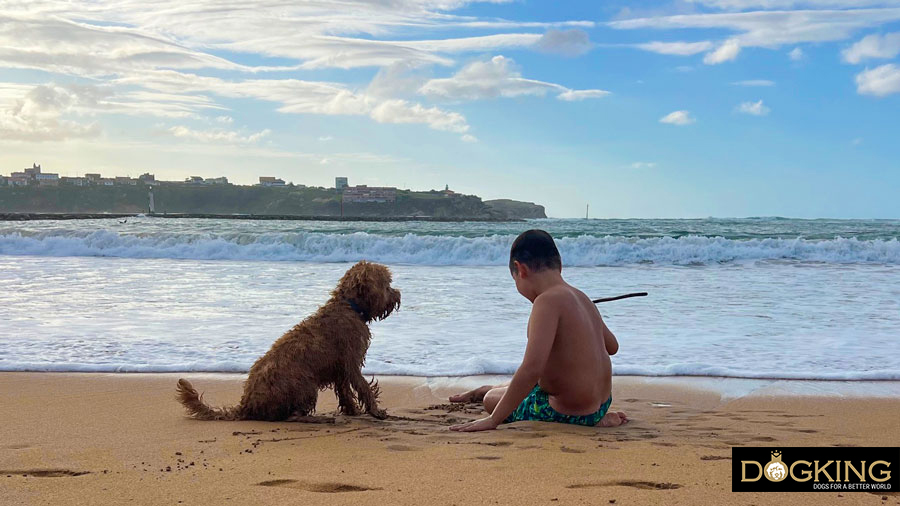 Juego perfecto Perro y niño compartiendo