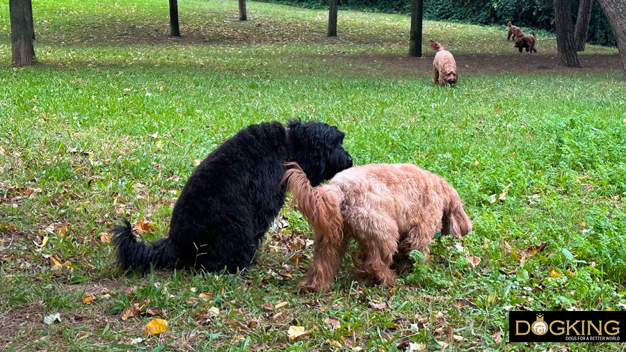 prevention and canine anal health