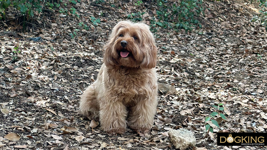 Anal sacculitis in dogs