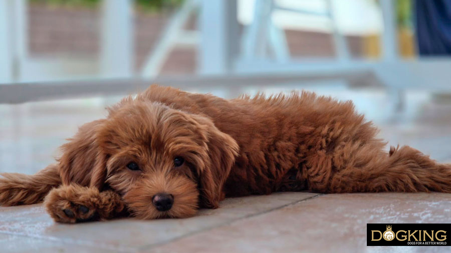 Symptoms of anal sacculitis in dogs