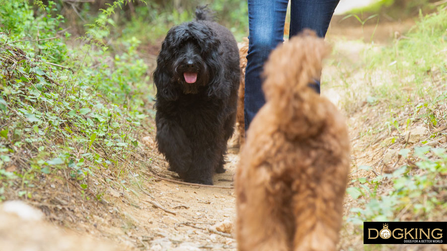 How do I care for my dog to avoid infection of his anal glands