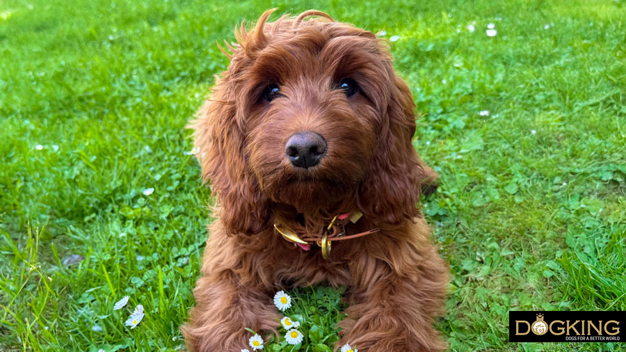 Dog bee or wasp sting Dog bee or wasp sting.