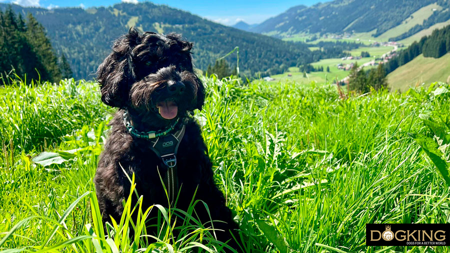 Avoiding the sting Avoiding the sting