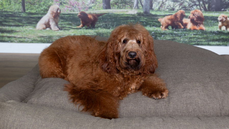 Imagen de prueba horizontal negra