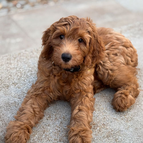 What is dog phobia or fear