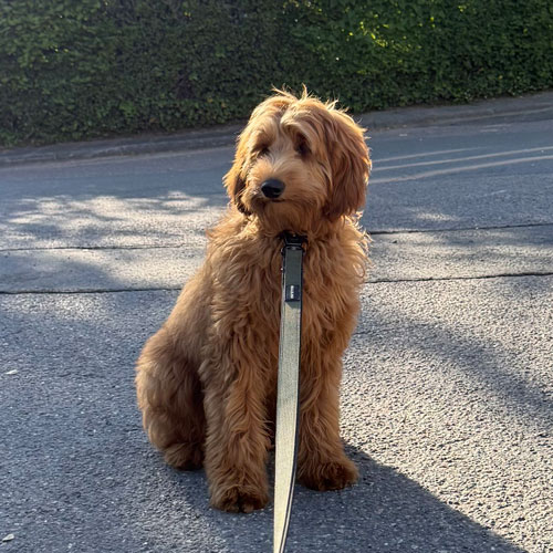 Symptoms of dog phobia