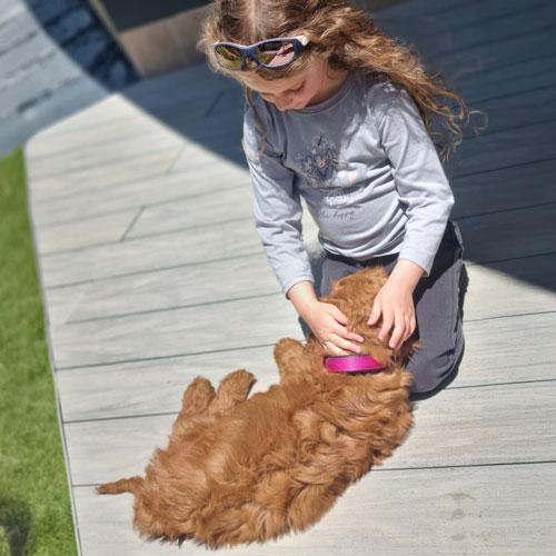 How to overcome fear of dogs