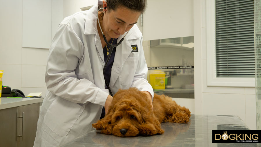 Identify the symptoms