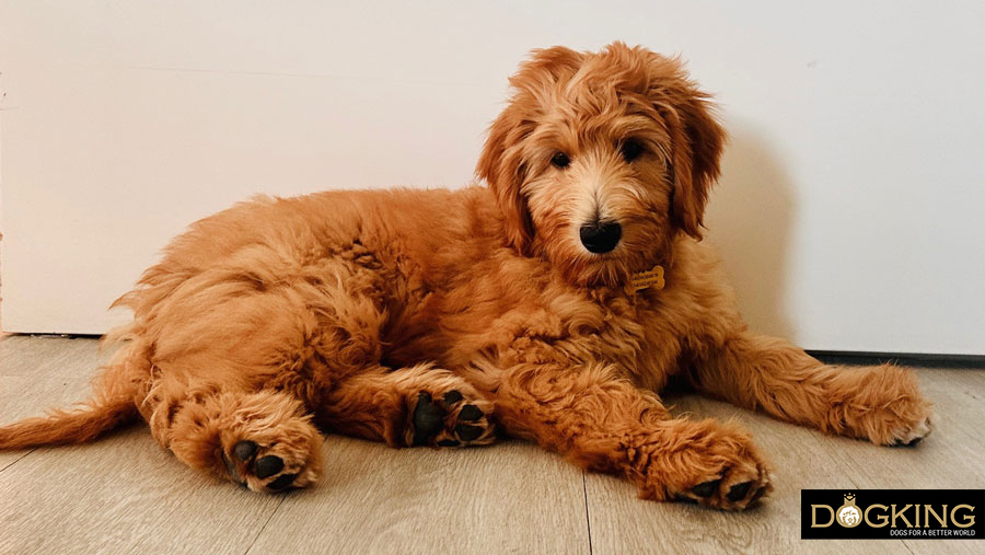 Stomach torsion in dogs