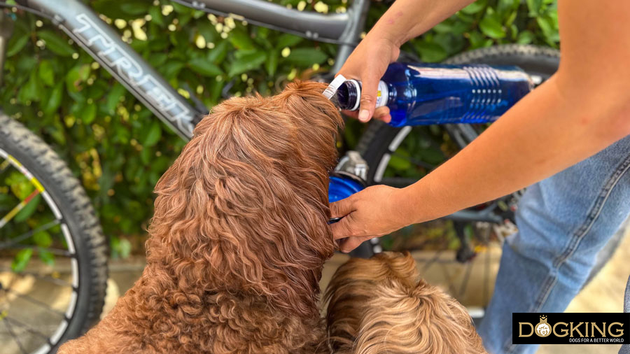 Gastric torsion in dogs