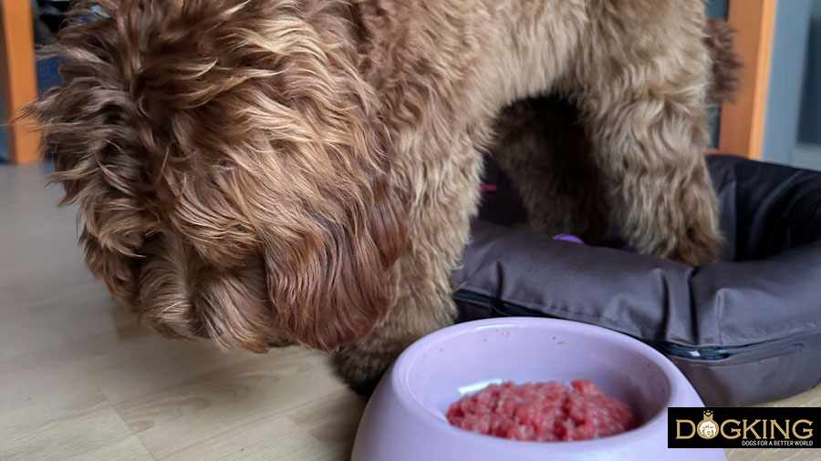 Symptoms of stomach torsion in dogs