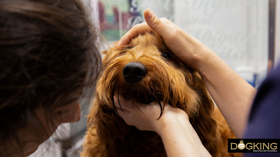 Treatment for stomach torsion in dogs