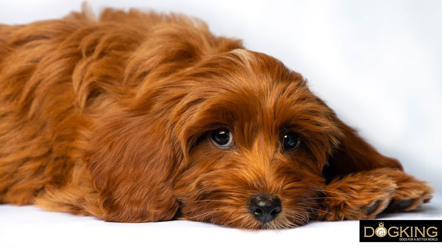 Complications of gastric torsion in dogs