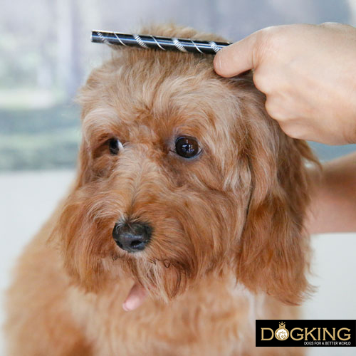 The importance of brushing dogs