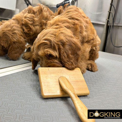 The importance of brushing dogs