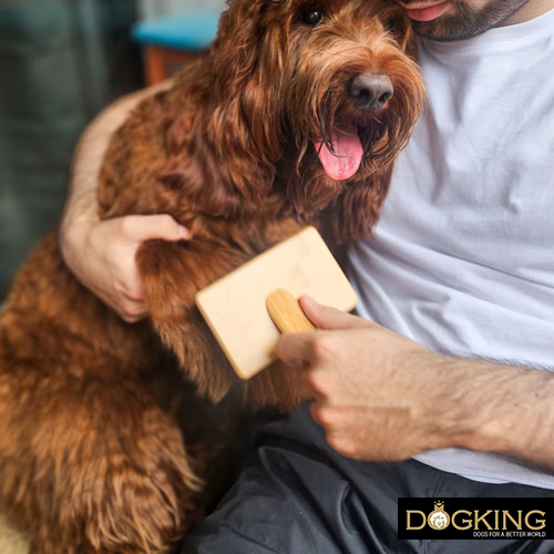 The importance of brushing dogs