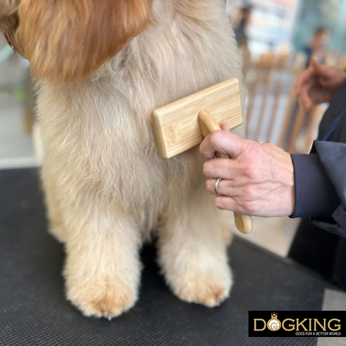 The importance of brushing dogs