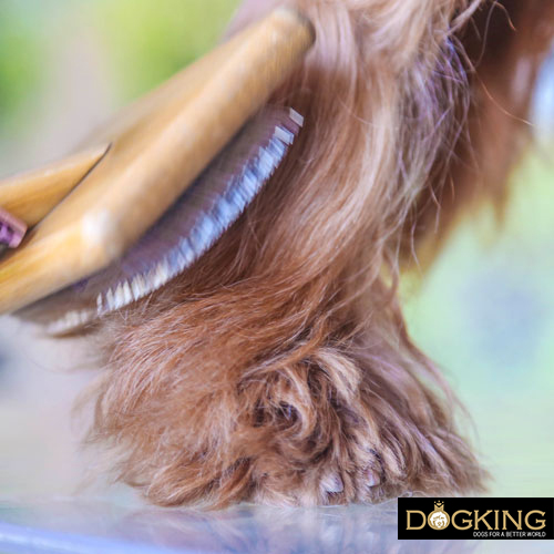 The importance of brushing dogs