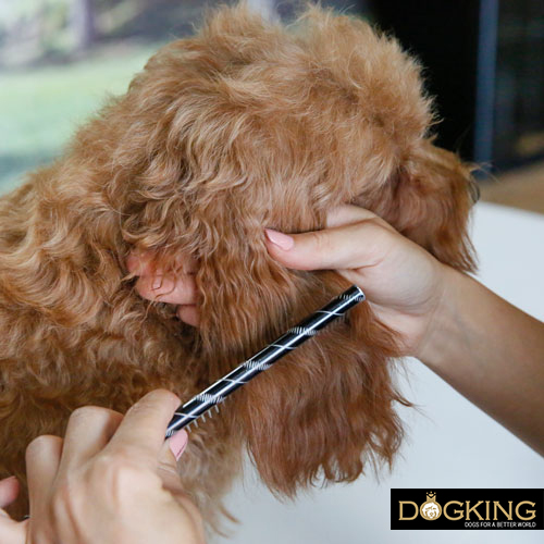 The importance of brushing dogs