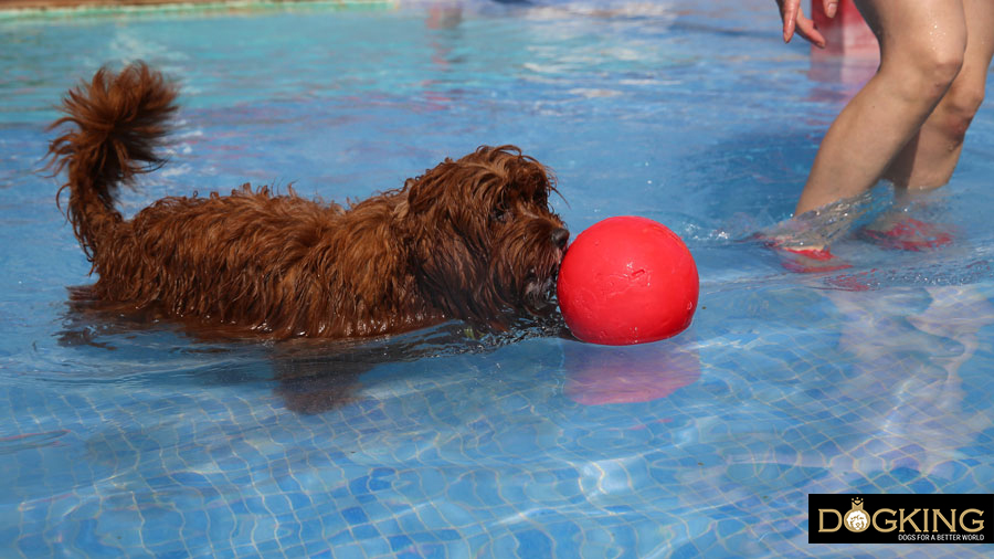 Swimming for dogs