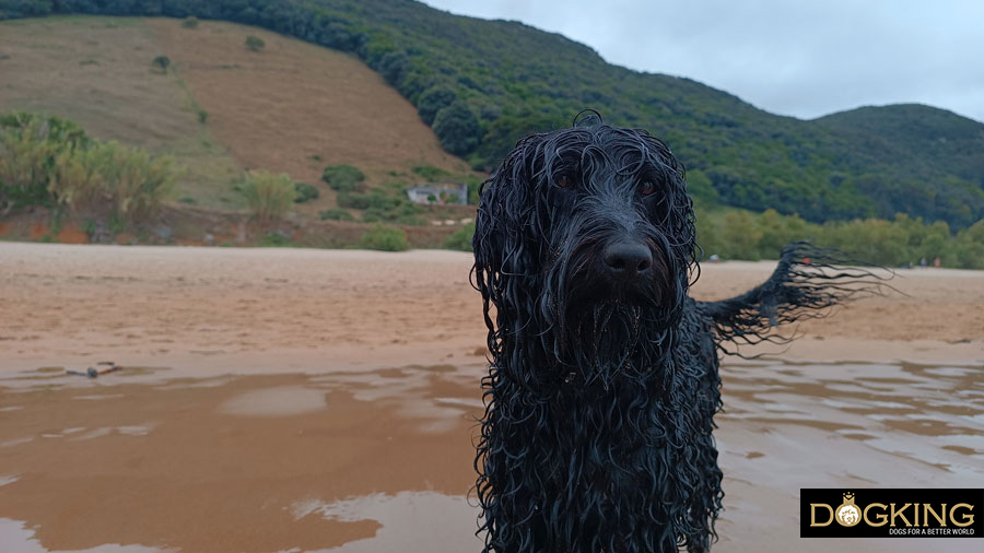 Dog ready to swim