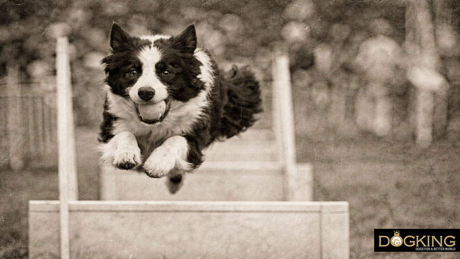 Origin of flyball for dogs