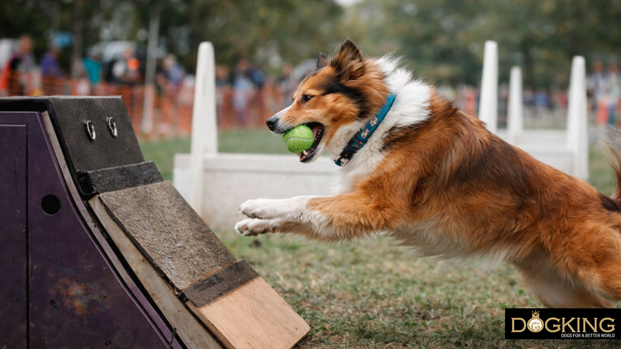 How do you play flyball?