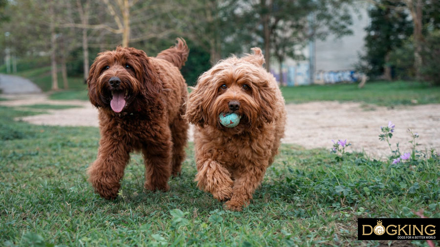 Can I play flyball with my dog?