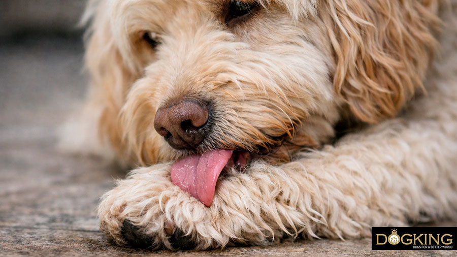 Why does my dog lick its body?