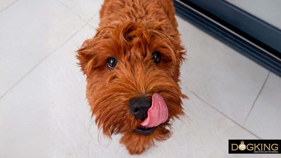 Causes of compulsive licking in dogs