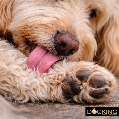 My dog licks its paws