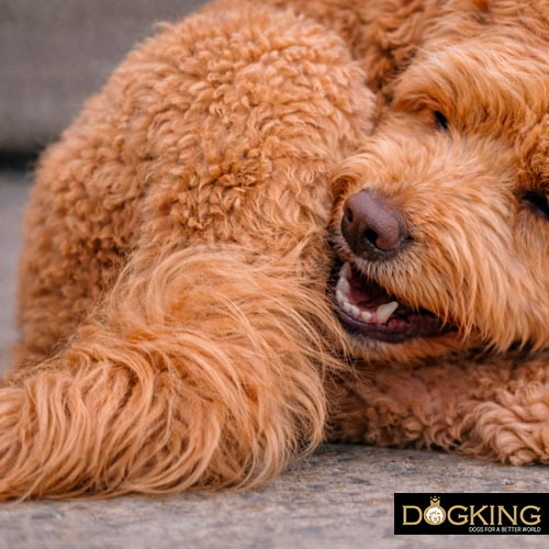 My dog licks its tail