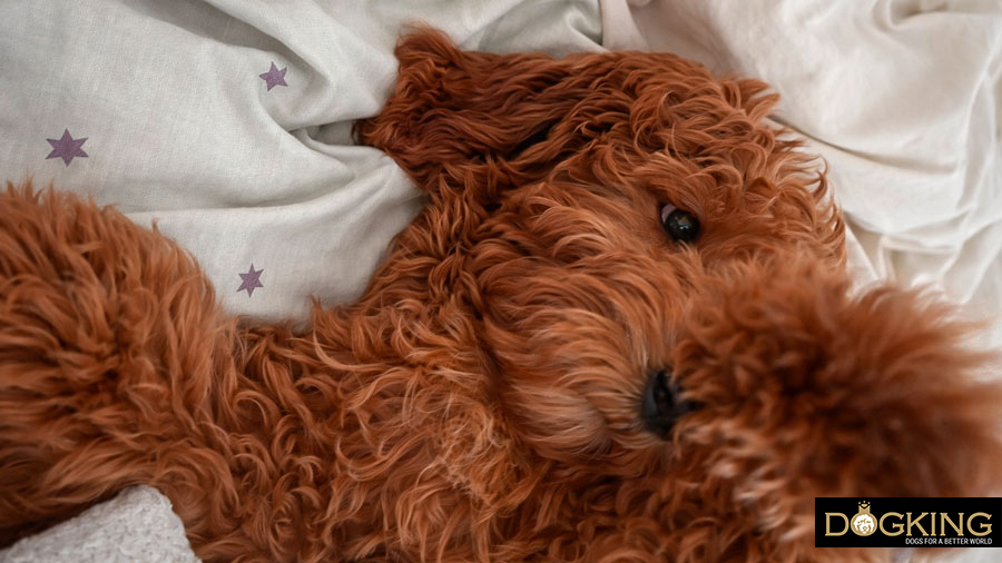 What should I do if my dog licks itself persistently?