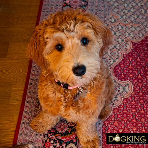 Can I give my puppy milk?