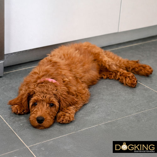 What if my dog is allergic to lactose?