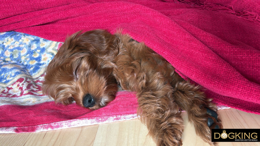 What are dogs' dreams like?