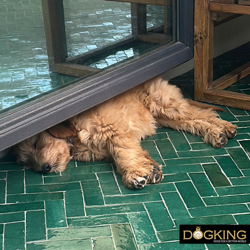 Age: puppies and older dogs sleep more