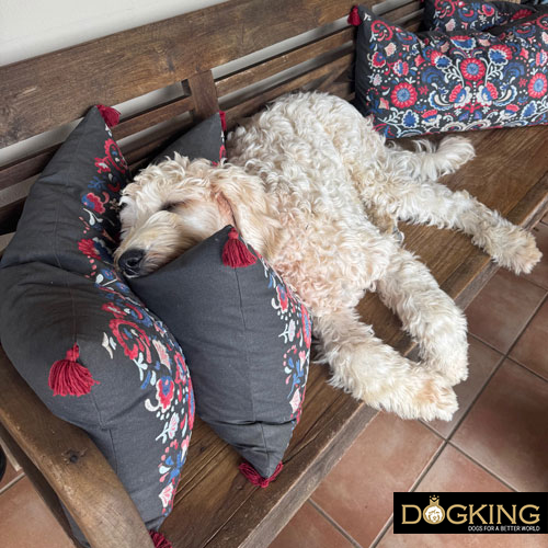 breed: large and domestic dogs are the sleepiest