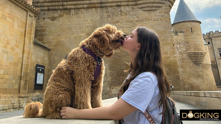 Meaning of dog licking