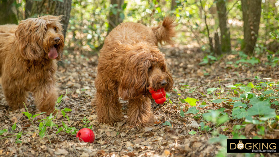 kong hundespielzeug kong hundespielzeug