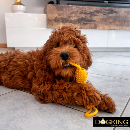 Reduziert destruktive oder unerwünschte Verhaltensweisen