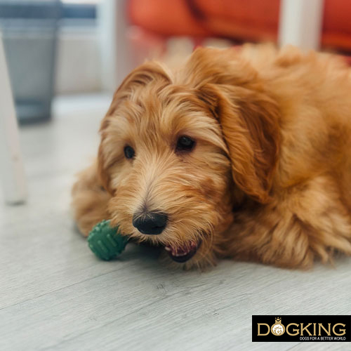 Reduziert das Hungergefühl