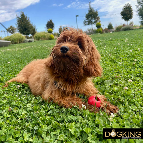 Hilft Energie zu verbrennen